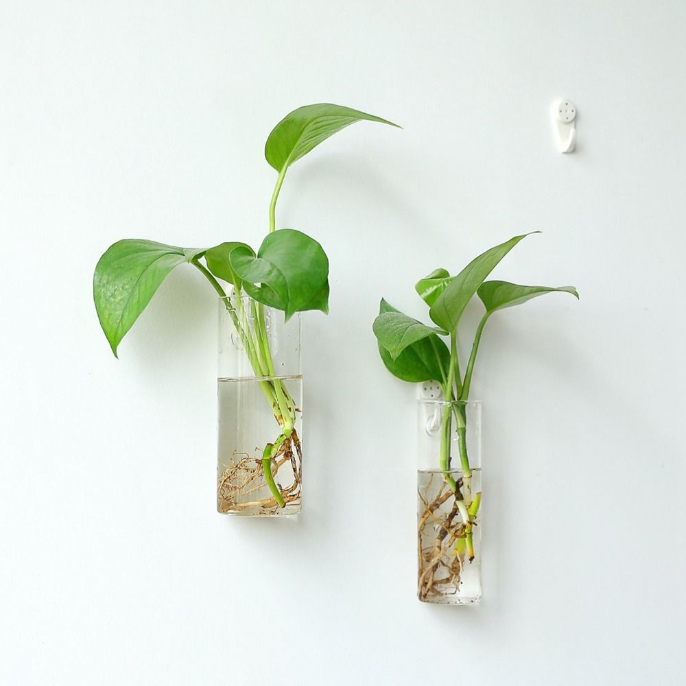 Hydroponic Plants Purify House - Hydroponic Grow Pod review and price