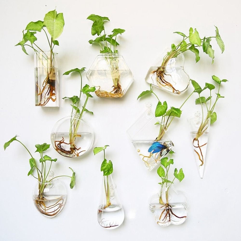 Hydroponic Plants Purify House - Hydroponic Grow Pod review and price